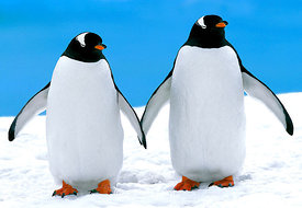 WARM HEARTS IN A COLD LAND