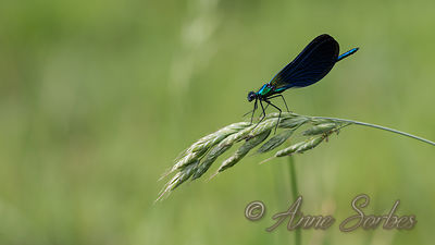 Calopteryx virgo