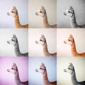 Collage of Alpacas in multicolour