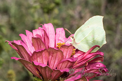 Gonepteryx rhamni