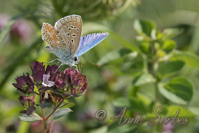 Lysandra bellargus