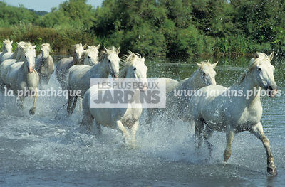 Chevaux camarguais au galop. Manade de Listel. Salins du midi.
