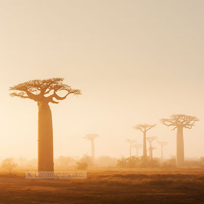 Avenue of the Baobabs, Morondava, Madagascar