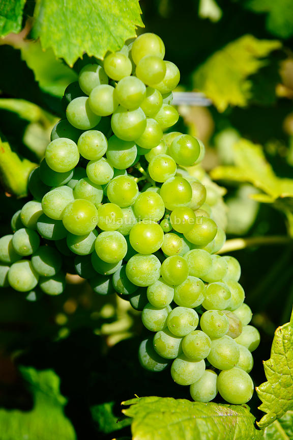 Images of Portugal Grapes "Arinto", Bucelas. Portugal