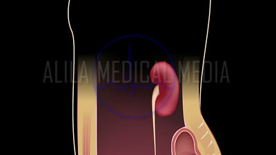 Male urinary system video