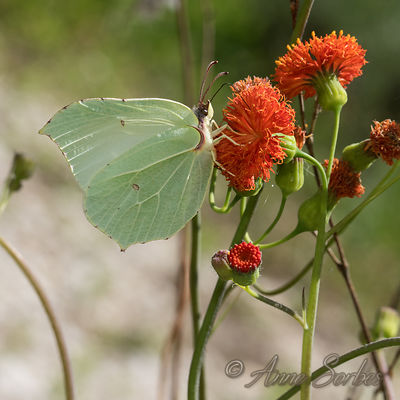Gonepteryx rhamni