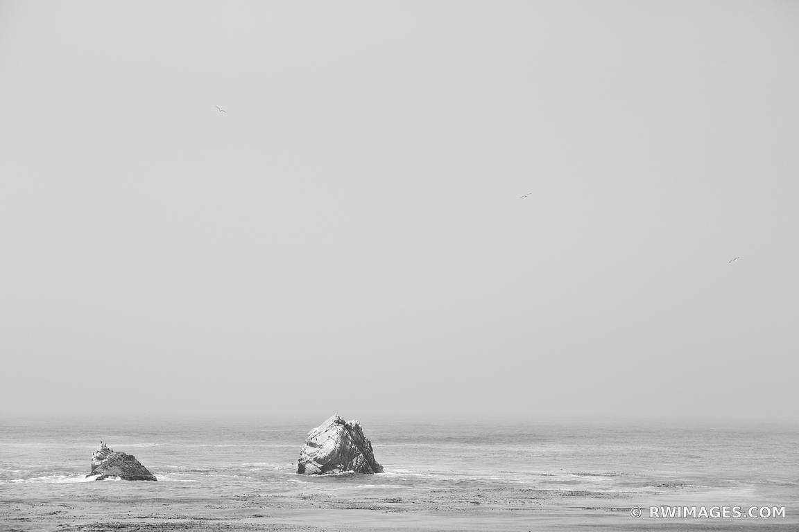 POINT LOBOS CALIFORNIA BLACK AND WHITE