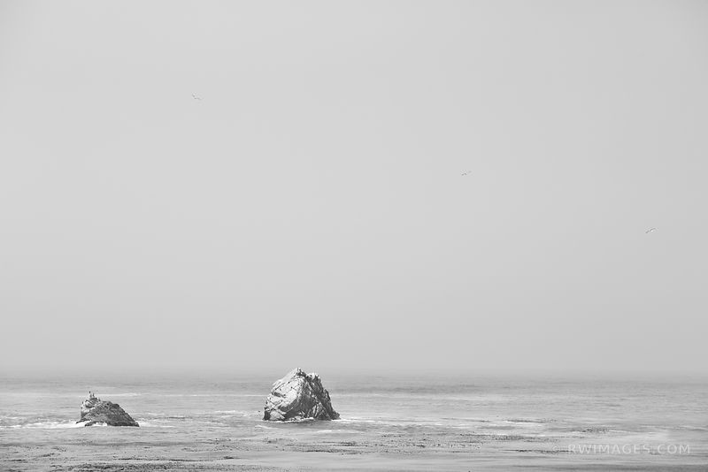 POINT LOBOS CALIFORNIA BLACK AND WHITE