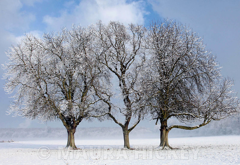 Castletown Estate, Celbridge, Co. Kildare, saturday..09.01.09.Pic. Maura Hickey/086 8541120.