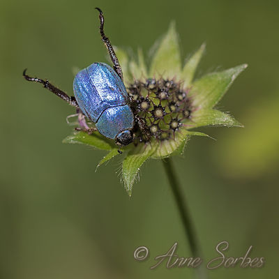 Hoplia coerulea