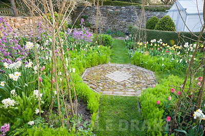 Cutting garden with purple honesty, tulips and Narcissus 'Geranium' surrounding hazel wigwams ready to support sweetpeas. Brilley Court Farm, Whitney-on-Wye, Herefordshire, UK