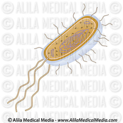 Bacteria structure, unlabeled.