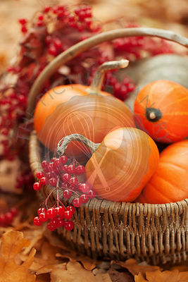 Small pumpkins and ashberries in a basket