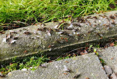 Winged ants gathering before the flight