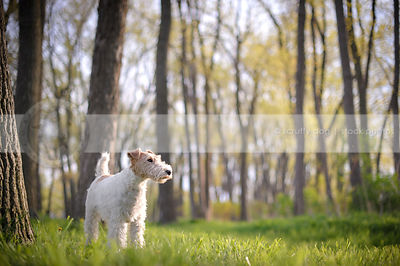 little wirehaired terrier dog standing in sunlit meadow