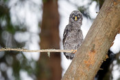 Chick of Great Grey Owl