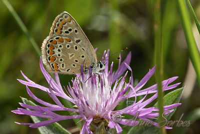 Polyommatus icarus