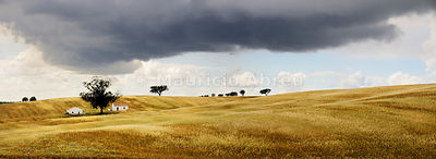 The vast plains of Alentejo with cork trees. Portugal is the world's most big producer of cork