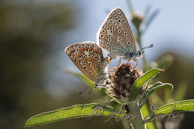 Polyommatus icarus