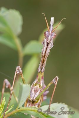 Empusa pennata