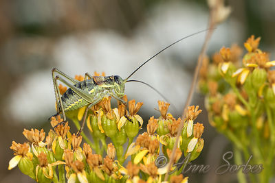 Ephippiger Sp.