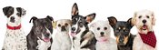 Web Banner Row of Different Dogs