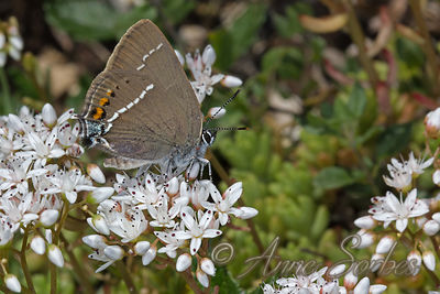 Satyrium spini