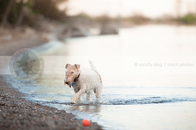 wet wirehaired fox terrier dog emerging from water on beach