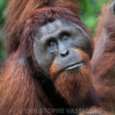 Male Orang Outan