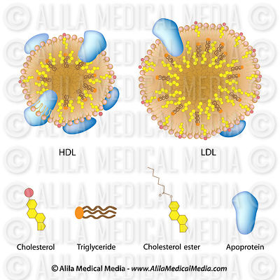 Lipoproteins of the blood, LDL, HDL