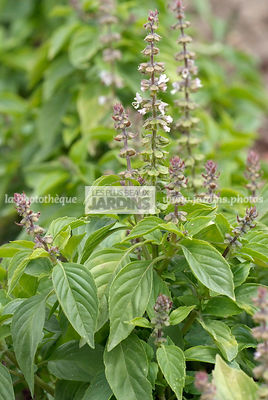 Basilic 'Citron' (ocimum basilicum citriodorum). Plante aromatique
