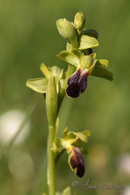Ophrys sulcata - Ophrys fusca subsp. minima
