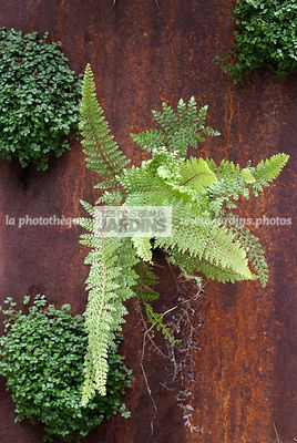 Dryopteris (Fougère) et Soleirolia soleirolii (helxine) dans un panneau d'acier Corten de Eric Ferber. Paysagiste : Didier Danet. Paris