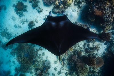 Banque d'image sous marine: photos libres de droits-images gratuites