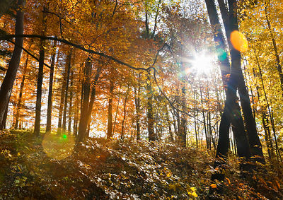Sun shining through trees in forest