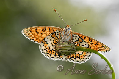 Melitaea cinxia