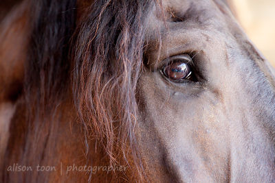 Lazarus, Percheron, horse--a gentle giant