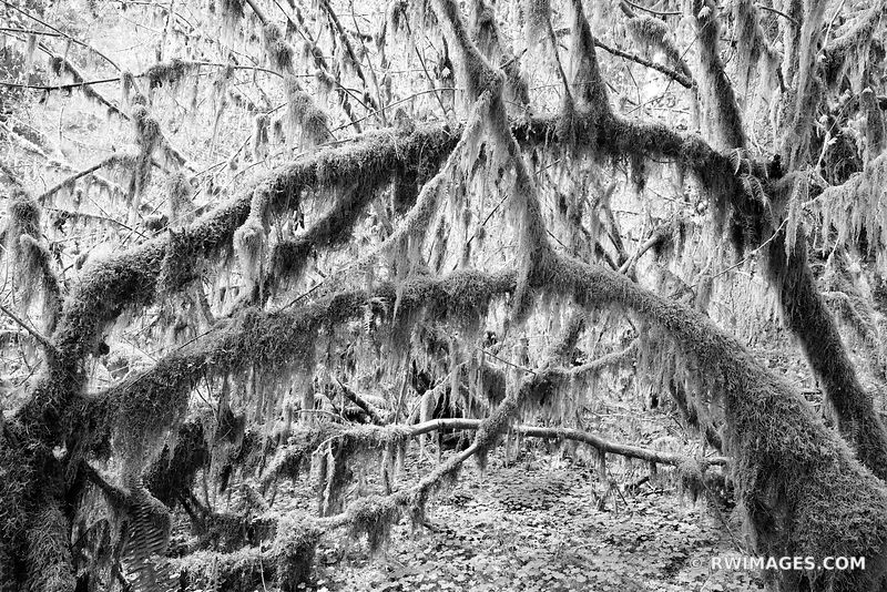 HOH RAINFOREST OLYMPIC NATIONAL PARK WASHINGTON PACIFIC NORTHWEST FOREST BLACK AND WHITE