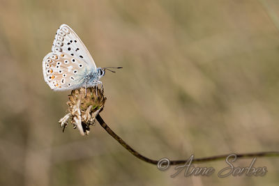 Lysandra sp.