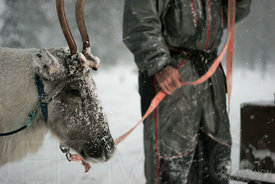 Reindeer and herder