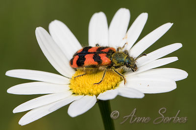 Trichodes alvearius