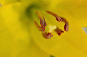 Yellow Flower