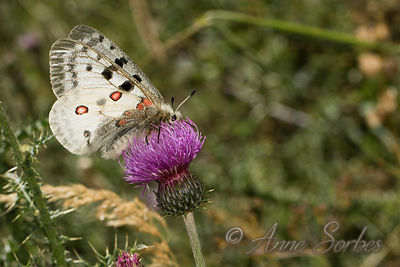 Parnassius apollo