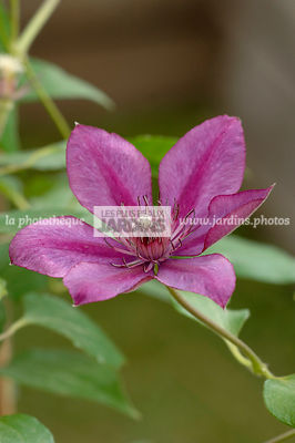 Clematis 'Versailles' (clématite). Collection Arnaud Travers