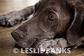 Chocolate labrador retriever laying down