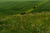 Green and pleasant land