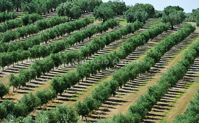 Olive groves near Serpa. Alentejo, Portugal