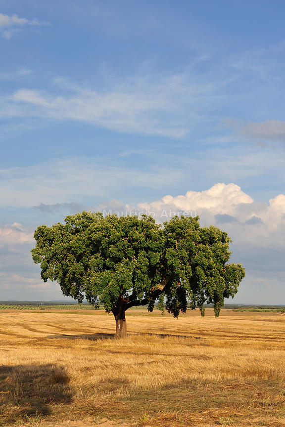 Images of Portugal A lonely cork tree in the Alentejo plains. Portugal