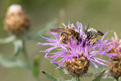 Halictus scabiosae