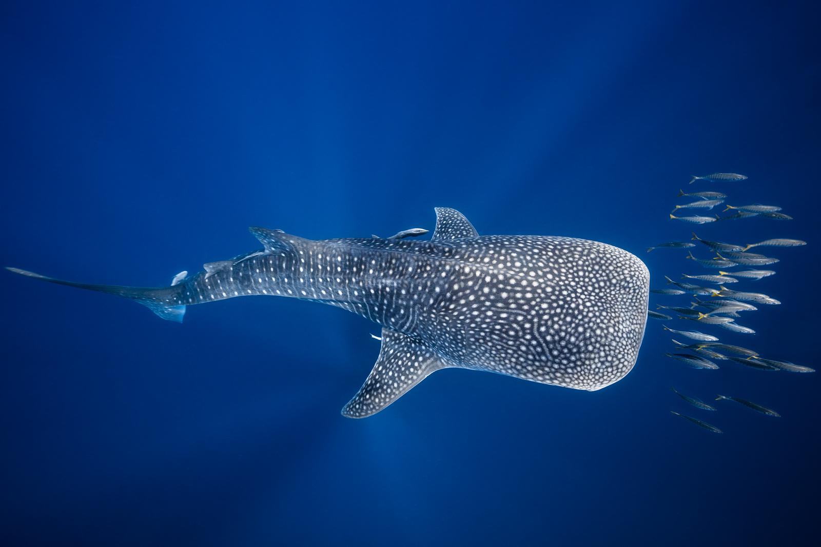 Requin Baleine et banc de thon